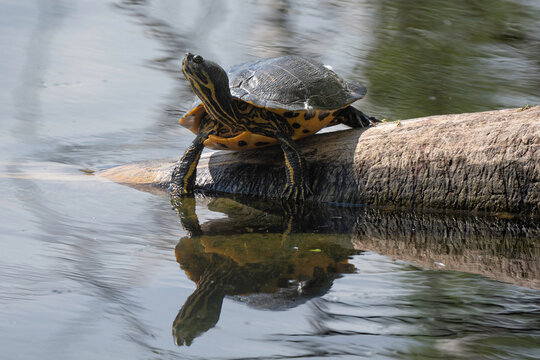 Tortue de Floride, Trachemys scripta