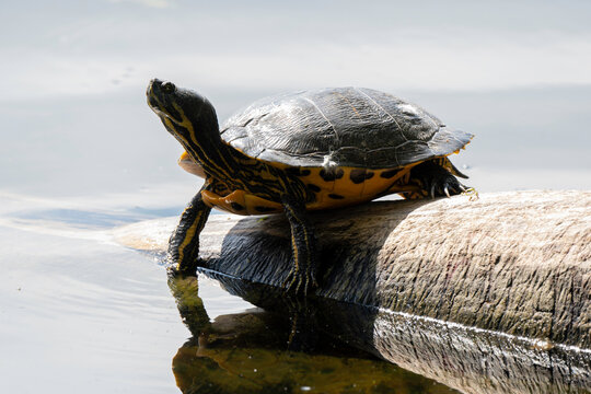Tortue de Floride, Trachemys scripta
