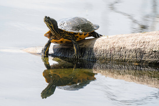 Tortue de Floride, Trachemys scripta