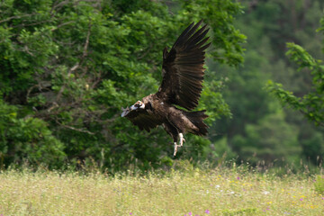 Vautour moine,
Aegypius monachus, Cinereous Vulture, Parc naturel régional des grands causses 48,...