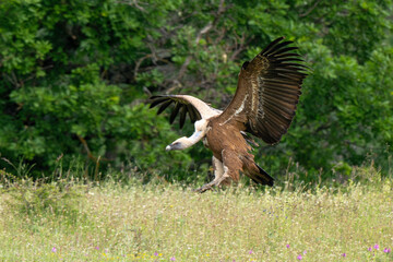 Vautour fauve,Gyps fulvus, Griffon Vulture, Parc naturel régional des grands causses 48, Lozere, France