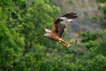 Milan royal,Milvus milvus , Red Kite