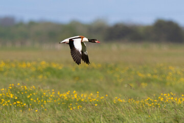 Tadorne de Belon,Tadorna tadorna, Common Shelduck