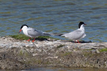 Sterne pierregarin,Sterna hirundo, Common Tern