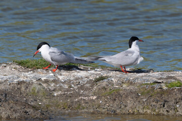 Sterne pierregarin,
Sterna hirundo, Common Tern