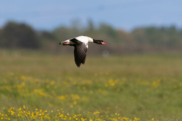 Tadorne de Belon,Tadorna tadorna, Common Shelduck