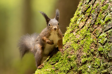 Eichhörnchen im Wald