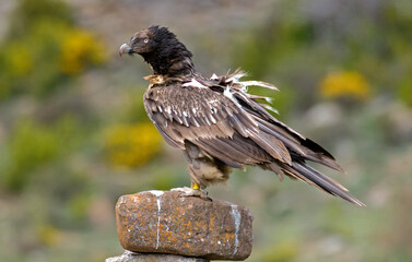 Gypaète barbu,Gypaetus barbatus, Bearded Vulture, Pyrénées