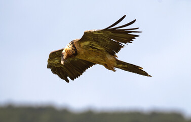 Gypaète barbu,Gypaetus barbatus, Bearded Vulture, Pyrénées