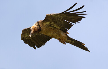 Gypaète barbu,Gypaetus barbatus, Bearded Vulture, Pyrénées
