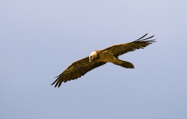 Gypaète barbu,Gypaetus barbatus, Bearded Vulture, Pyrénées