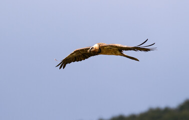 Gypaète barbu,Gypaetus barbatus, Bearded Vulture, Pyrénées