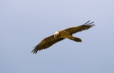 Fototapeta premium Gypaète barbu, Gypaetus barbatus, Bearded Vulture, Pyrénées