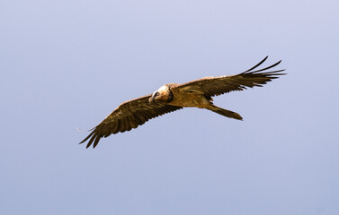 Gypaète barbu,Gypaetus barbatus, Bearded Vulture, Pyrénées