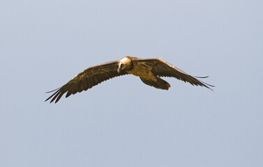 Gypa&egrave;te barbu,Gypaetus barbatus, Bearded Vulture, Pyr&eacute;n&eacute;es