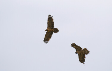 Gypaète barbu,Gypaetus barbatus, Bearded Vulture, Pyrénées