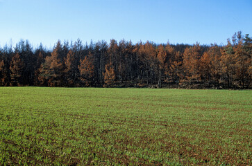 foret aprés le passage du feu; Causse Mejean; Région Lanquedoc Roussillon; 48, Lozere, France