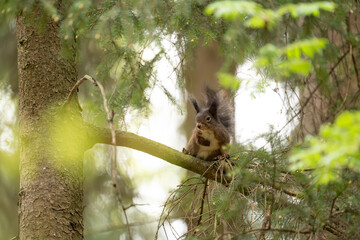 Eichhörnchen im Wald