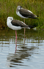 Echasse blanche,  Himantopus himantopus, Black winged Stilt