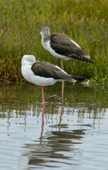 Obraz premium Echasse blanche, Himantopus himantopus, Black winged Stilt