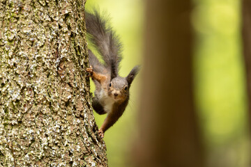 Eichhörnchen im Wald