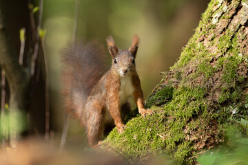 Eichhörnchen im Wald