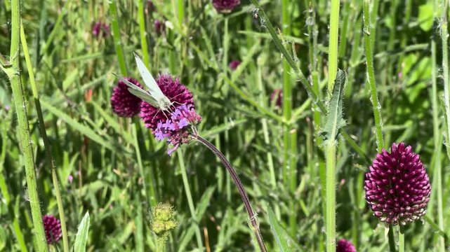white butterfly on purple vervain flowers blowing in the wind