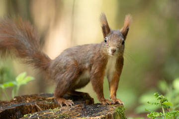 Eichhörnchen im Wald