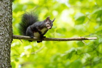 Eichhörnchen im Wald