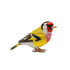 Small bird figurine isolated on transparent background, studio shot