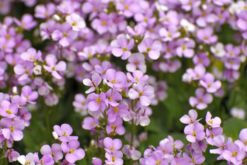 Arabis - an early spring flower, primrose