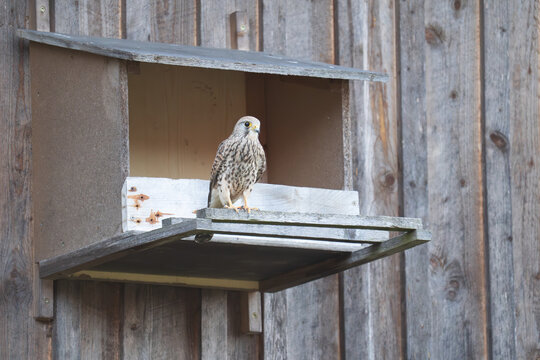 Turmfalke
