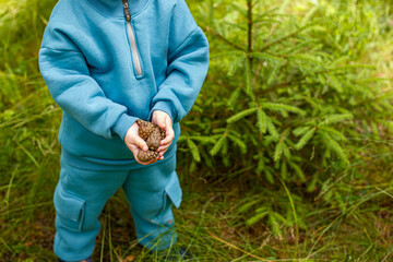 Pine cones in the hands of a child. Natural material for crafts at school.