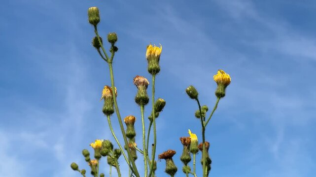 wild dandelions blowing in the wind against blue sky on a summers day