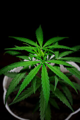 Premium Cannabis Plant Stock Photos  | High-Quality Visuals | professional stock photography of cannabis plants for commercial use. HD visuals ideal for websites, ads, and educational content.