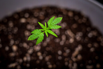 Indica Cannabis Plant Seedling Phase Stock Photos  | High-Quality Visuals | professional stock...