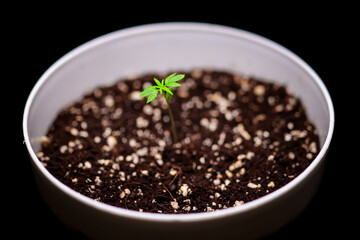 Cannabis Plant Seedling Phase Stock Photos  | High-Quality Visuals | professional stock photography of cannabis Plant for commercial use. HD Visual ideal for websites, ads, and educational content.