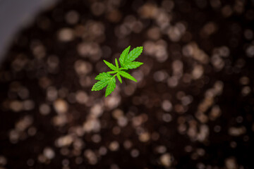 Cannabis Plant Seedling Phase Stock Photos  | High-Quality Visuals | professional stock photography...