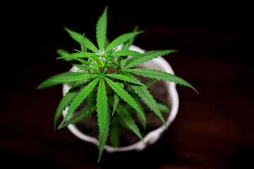Premium Sativa Cannabis Plant Stock Photos  | High-Quality Visuals | professional stock photography...