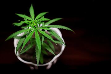 Premium Cannabis Plant Stock Photos  | High-Quality Visuals | professional stock photography of...
