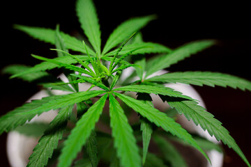 Premium Cannabis Plant Stock Photos  | High-Quality Visuals | professional stock photography of cannabis plants for commercial use. HD visuals ideal for websites, ads, and educational content.