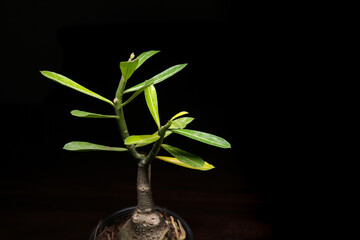 High-Quality Adenium Plant Stock Photos for websites, blogs, and design projects. Crisp, royalty-free images for commercial use