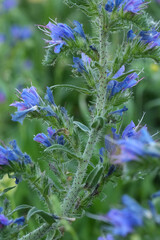 Blooming Viper's Bugloss: A captivating close-up of vibrant blue flowers on a textured stem, set against a lush green background.