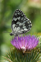 Marbled White Butterfly Resting on a Thistle Flower, showcasing intricate wing patterns against a soft green background.