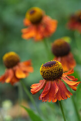 Vibrant orange helenium flowers with striking brown centers and blurred green background in a natural outdoor setting.