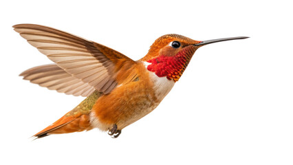 Fototapeta premium Rufous hummingbird flying close up isolated on black background for bird watching and nature enthusiasts