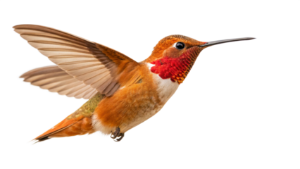 Rufous hummingbird flying close up isolated on black background for bird watching and nature enthusiasts