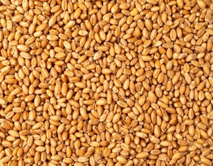 Fototapeta premium Flatlay closeup of a pile of wheat grain as background.