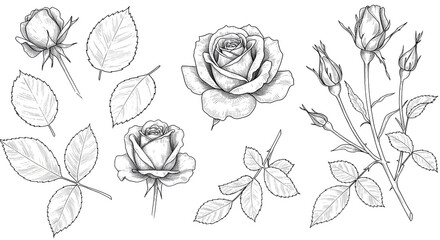 Rose Flower Botanical Illustration Set