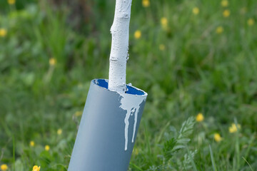 Whitewashing tree bark in season.Caring for young trees and bushes.